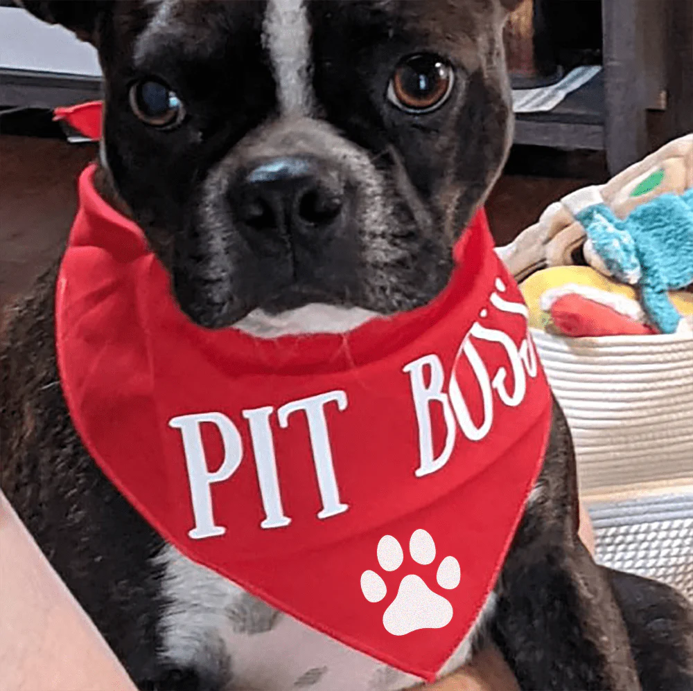 Custom Text Dog Bandana - Image 2